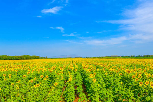 Flower field nguyen duy tri • wait for winter • 2022