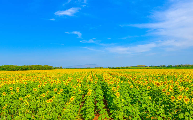 flower field nguyen duy tri • wait for winter • 2022