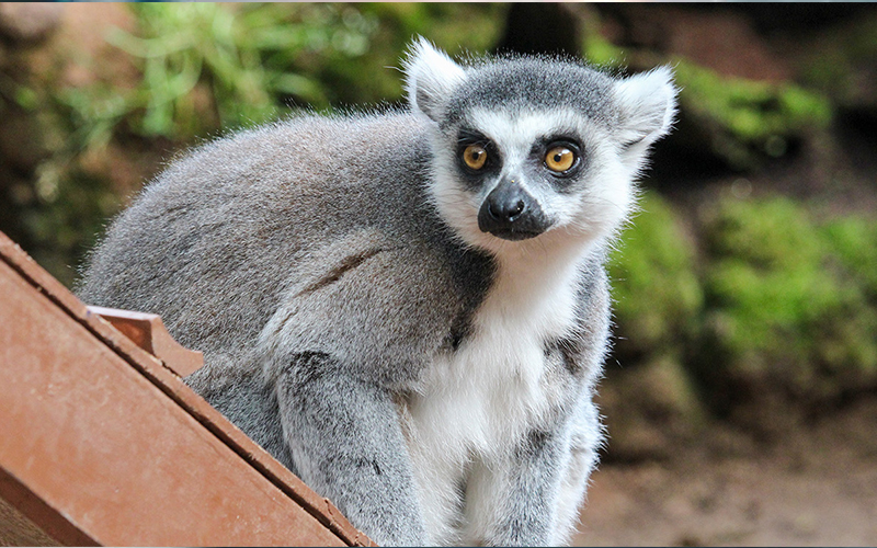 boleto de experiencia detrás del escenario del zoológico de adelaida lemur feeding