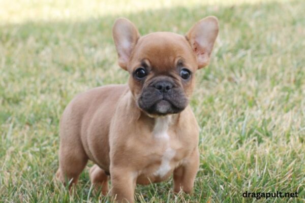 Where can I find French Bulldog puppies for sale $200?