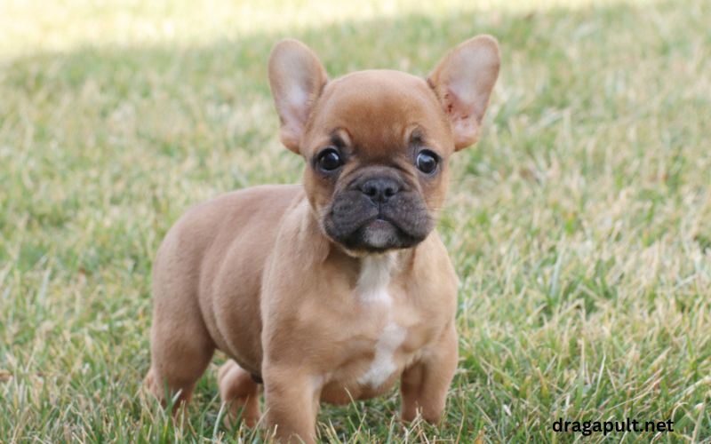 French Bulldog puppies for sale $200